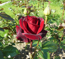 P1540745