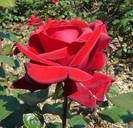 P1540752