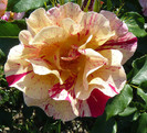 P1540761