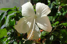 hibi dainty white