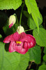 abuti Brombeere