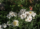 DSCF7757