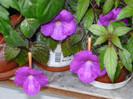 Achimenes