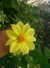 dahlia pitica galbena