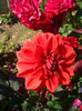 dahlia pitica caramizie