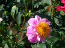 dahlia pitica lila