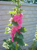 nalba -alcea rosea