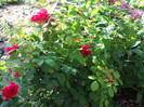DSCN3462