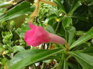 Adenium adult