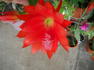 DSCN3523