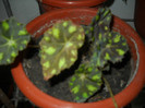 DSCN3617