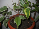 DSCN3618