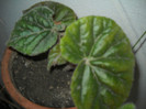 DSCN3621