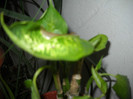 DSCN3622