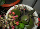 DSCN3624