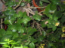 DSCN3625