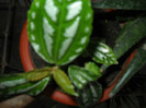DSCN3626