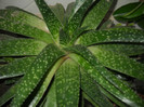 DSCN3627