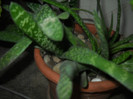 DSCN3629