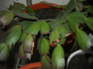 DSCN3631