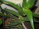 DSCN3632