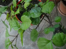 DSCN3637