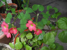 DSCN3667