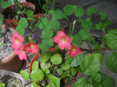 DSCN3668