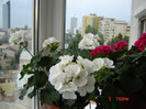 DSC03849