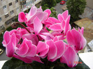 DSC03857