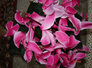 DSC03858