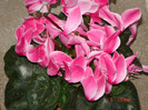DSC03859