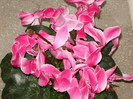 DSC03860