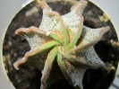 Astrophytum capricorne-22 06 2012