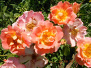 DSCN4118