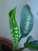 Dieffenbachia Tropic Snow (2009, Jun.15)