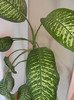 Dieffenbachia Tropic Snow (2012, Jun.21)