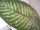 Dieffenbachia Tropic Snow (2012, Jun.21)