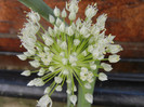 Allium cepa. Onion (2012, June 22)