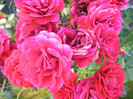 Rose Blaze Superior (2012, June 22)
