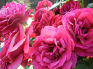Rose Blaze Superior (2012, June 22)