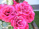 Blaze Superior rose, 22jun2012