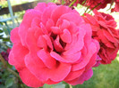 Blaze Superior rose, 22jun2012