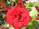 Blaze Superior rose, 22jun2012