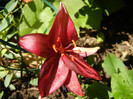 Burgundy lily, 22jun2012