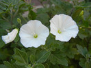 Field Bindweed (2012, June 22)