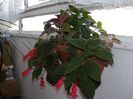 DSCN8970_kohleria
