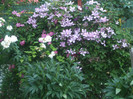 clematite
