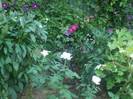 flori 2012 778