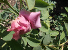 yyy 089